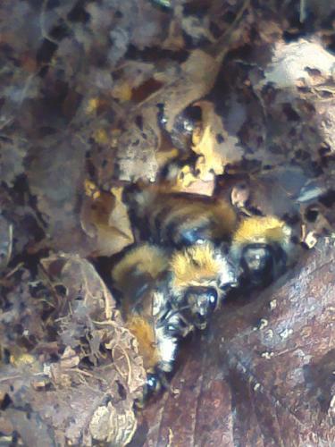 Bombus pascuorum